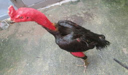 斗鸡视频,激战正酣，谁将问鼎巅峰？