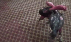 斗鸡视频,激战正酣，谁将问鼎巅峰？